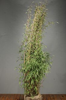 Bambu rotklump 175-200 cm Rotklump