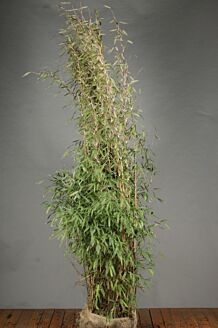 Bambu rotklump 200-225 cm Rotklump