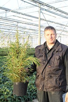 Bambu kruka 80-100 cm Kruka