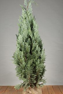 Blå cypress rotklump 100-125 cm Rotklump