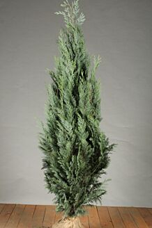 Blå cypress rotklump 125-150 cm Rotklump
