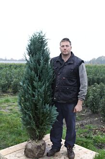 Blå cypress rotklump 150-175 cm Rotklump