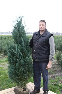 Blå cypress rotklump 175-200 cm Rotklump