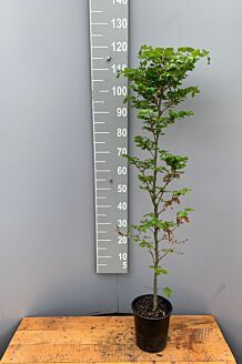 Bokhäck kruka 100-125 cm Kruka