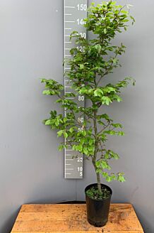 Bokhäck kruka 125-150 cm Kruka
