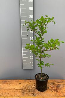 Bokhäck kruka 60-80 cm Kruka