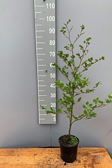 Bokhäck kruka 80-100 cm Kruka