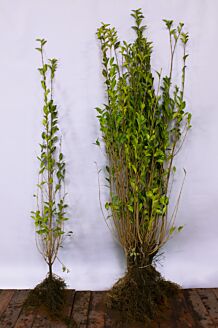 Bredbladig liguster barrotad 125-150 cm Barrotad