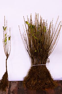 Bredbladig liguster barrotad 40-60 cm Barrotad