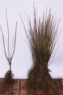 Bredbladig liguster barrotad 60-80 cm Barrotad