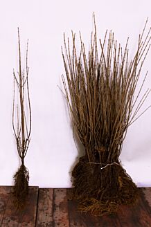 Bredbladig liguster barrotad 80-100 cm Barrotad