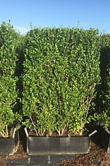 Bredbladig liguster f&auml;rdig h&auml;ck 140-150 cm F&auml;rdig h&auml;ck