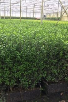 Bredbladig liguster färdig häck 80-100 cm Färdig häck