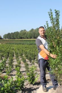 Bredbladig liguster rotklump 175-200 cm Rotklump