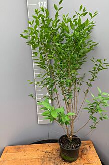 Bredbladig liguster kruka 100-125 cm Kruka