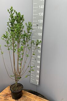 Bredbladig liguster kruka 125-150 cm Kruka
