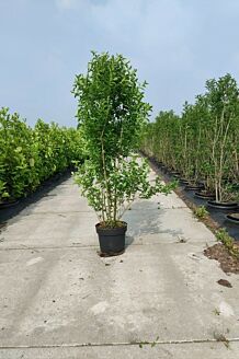 Bredbladig liguster kruka 150-175 cm Kruka