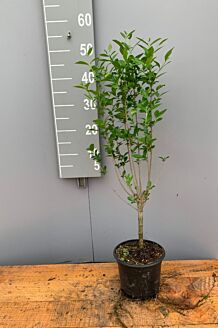 Bredbladig liguster kruka 40-60 cm Kruka