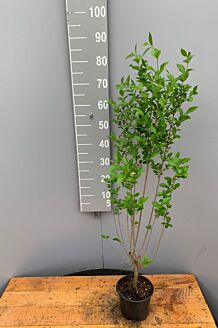 Bredbladig liguster kruka 60-80 cm Kruka