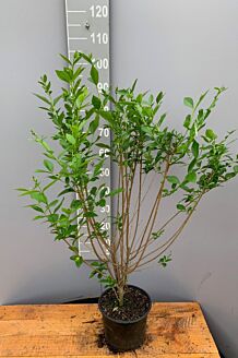 Bredbladig liguster kruka 80-100 cm Kruka