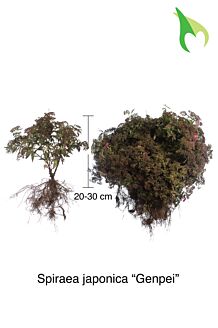 Brokspirea 