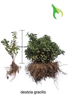 Bruddeutzia barrotad 20-40 cm Barrotad Bruddeutzia barrotad 20-40 cm Barrotad