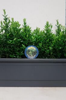 Euonymus 