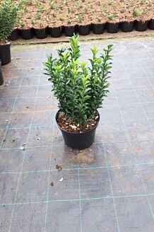 Euonymus 