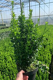 Euonymus 