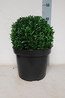 Euonymus 