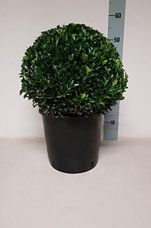 Euonymus 