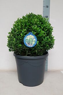 Euonymus 