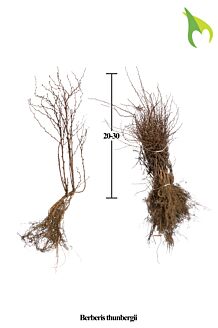 Grön Häckberberis barrotad 20-30 cm Barrotad