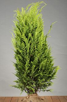 Gul cypress rotklump 100-125 cm Rotklump