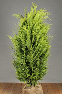 Gul cypress rotklump 125-150 cm Rotklump
