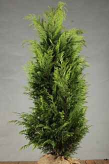 Gul cypress rotklump 150-175 cm Rotklump