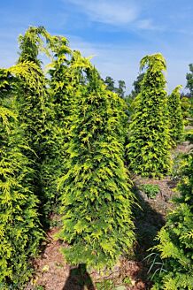 Gul cypress rotklump 200-225 cm Rotklump