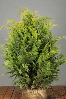 Gul cypress rotklump 80-100 cm Rotklump