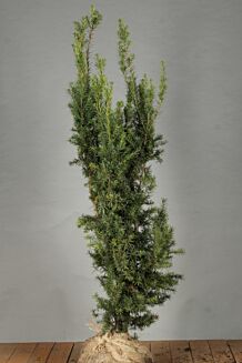 Hybrididegran Hybrididegran