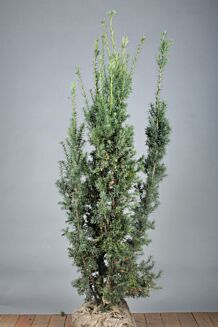 Hybrididegran Hybrididegran