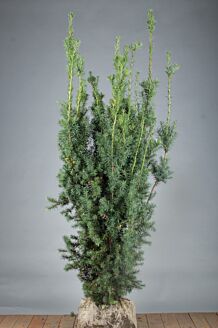 Hybrididegran Hybrididegran