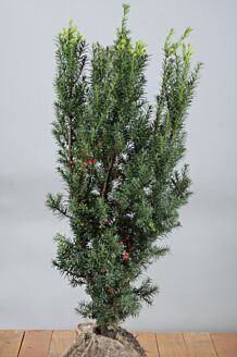 Hybrididegran Hybrididegran