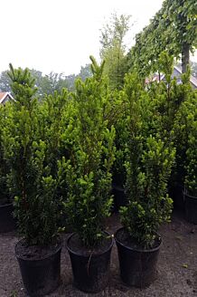 Hybrididegran Hybrididegran