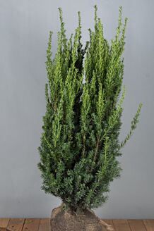 Hybrididegran 