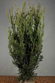 Hybrididegran Hybrididegran