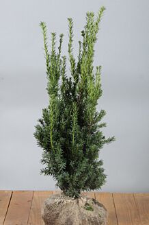Hybrididegran 
