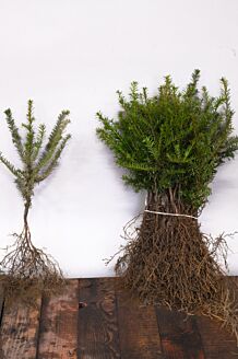 Idegran barrotad 20-30 cm Barrotad