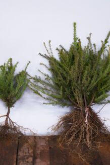 Idegran barrotad 30-40 cm Barrotad