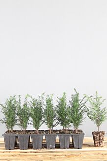 Idegran rotklump 20-30 cm Rotklump