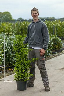 Idegran kruka 100-125 cm Kruka